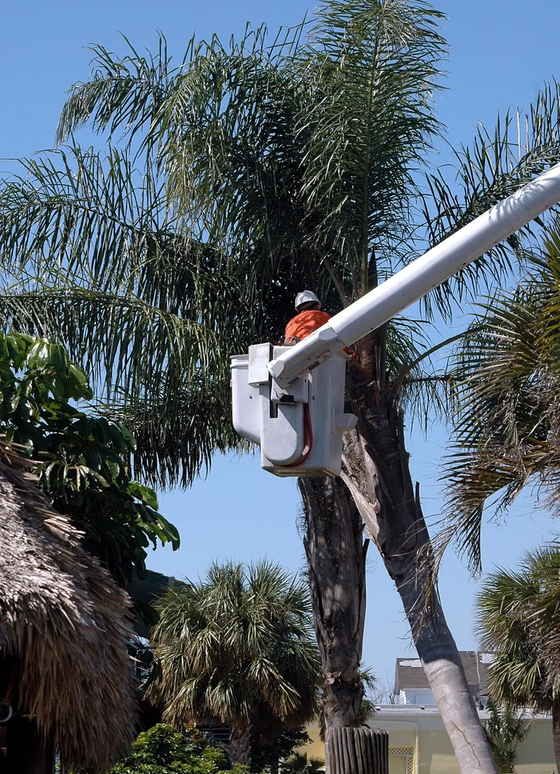 Tree worker trimming a tall palm tree from an aerial lift