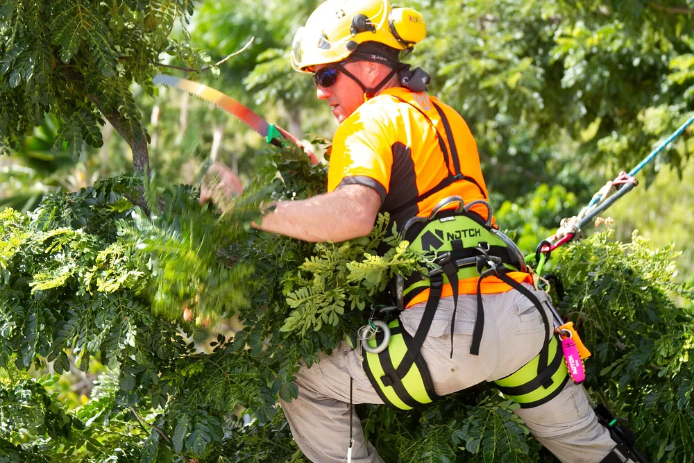 Arborist pruning branches from a mature tree