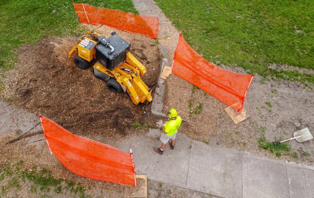 Professional stump grinder removing a tree stump